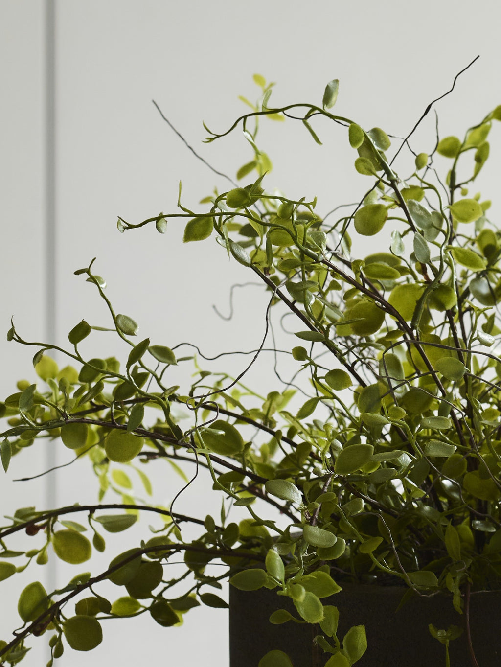 Faux Muehlenbeckia Potted, Green - 20 cm