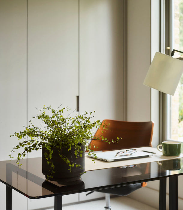 Faux Muehlenbeckia Potted, Green - 20 cm