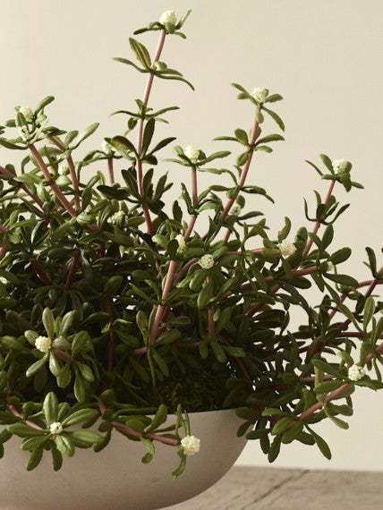 Faux Purslane potted in a Baburu bowl by 101 Copenhagen , White - 25 cm