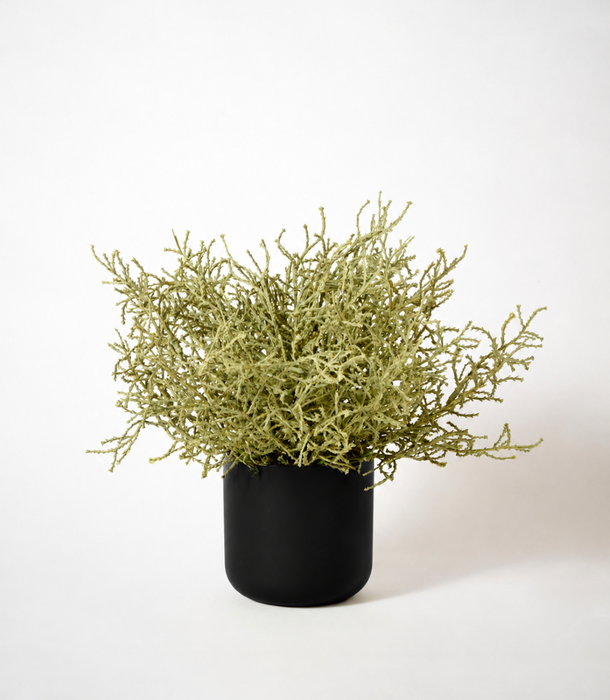 A dense, sage Santolina artificial  botanical branch arrangement in a matte black cylindrical pot, photographed against a seamless white studio background.