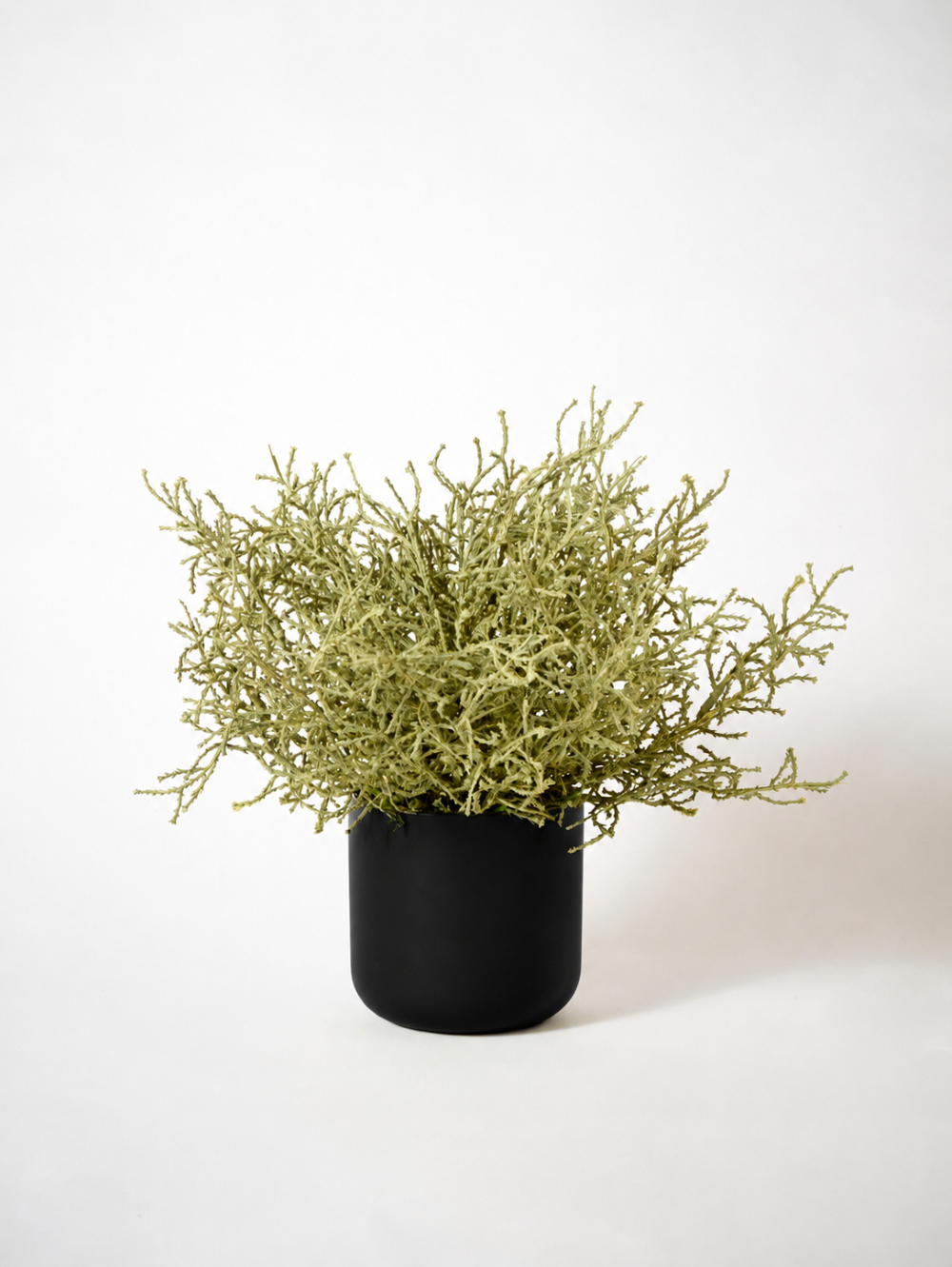 A dense, sage Santolina artificial  botanical branch arrangement in a matte black cylindrical pot, photographed against a seamless white studio background.