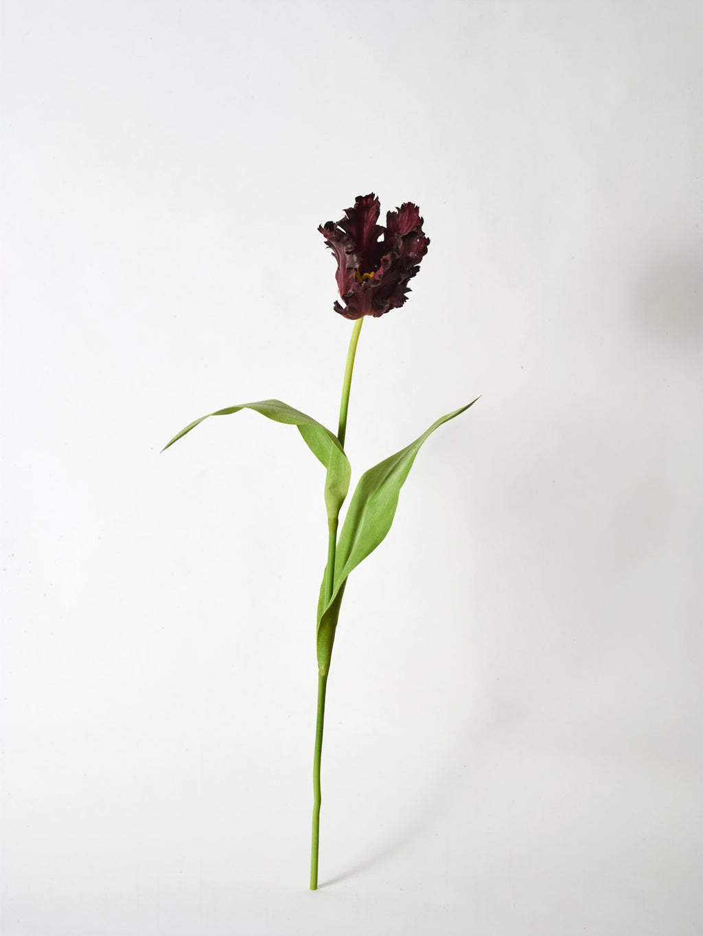 A single Faux Parrot Tulip in burgundy, 65cm tall, showcases its ruffled petals and long green leaves against a plain white background, beautifully replicating the look of natural flowers.