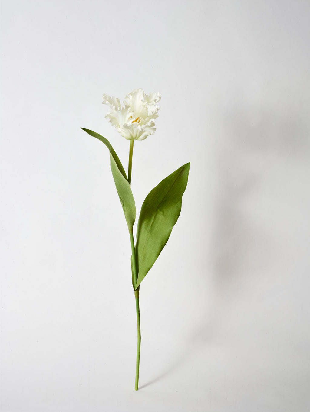 A single Faux Parrot Tulip in white, 65cm tall, with ruffled feather-like petals and long green leaves, set against a plain light gray background.